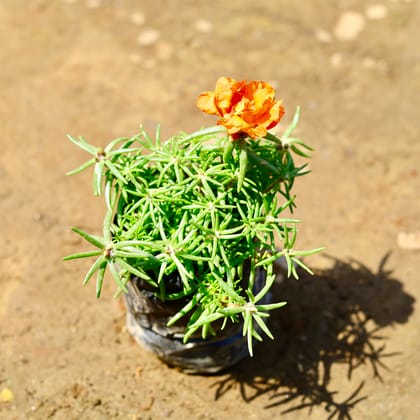 Buy Portulaca Moss Rose (any colour) in 5 inch Nursery bag Online | Urvann.com