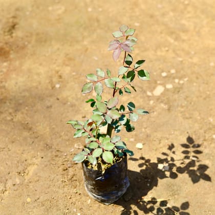 Buy Desi Gulab / Rose (any colour) in 4 inch Nursery bag Online | Urvann.com