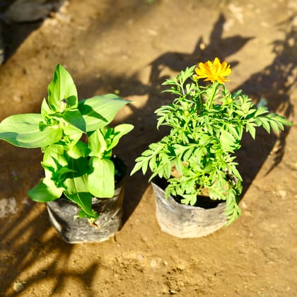 Buy Set of 2 - Sunflower & Cosmos (any colour) in 4 inch Nursery bag Online | Urvann.com