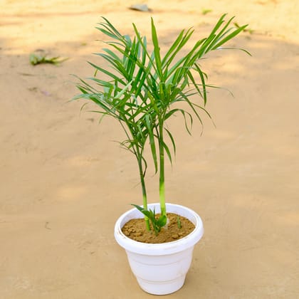 Buy Cane / Bamboo Palm in 10 inch Classy White Plastic Pot Online | Urvann.com