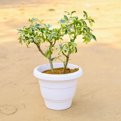 Buy Schefflera Brassia in 10 inch Classy White Plastic Pot Online | Urvann.com