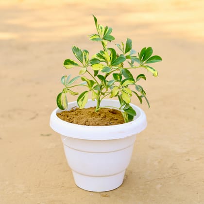 Buy Schefflera Brassia in 8 inch Classy White Plastic Pot Online | Urvann.com