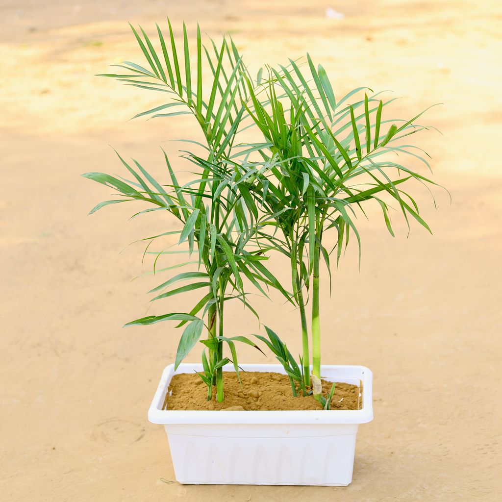 Two Cane / Bamboo Palm in 17 Inch White Premium Supreme Window Plastic Planter