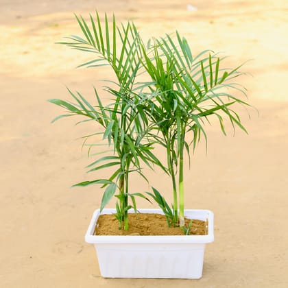 Buy Two Cane / Bamboo Palm in 17 inch Classy White Window Plastic Planter Online | Urvann.com