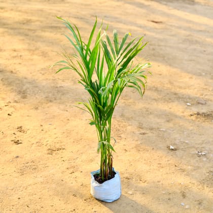 Buy Areca Palm in 6 inch Nursery Bag Online | Urvann.com