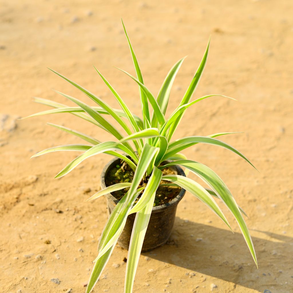 Free Next Day Delivery Spider in 4 inch Nursery Pot