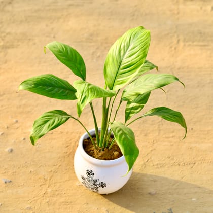 Buy Peace Lily in 6 inch White Matki Designer Ceramic Pot (any design) Online | Urvann.com