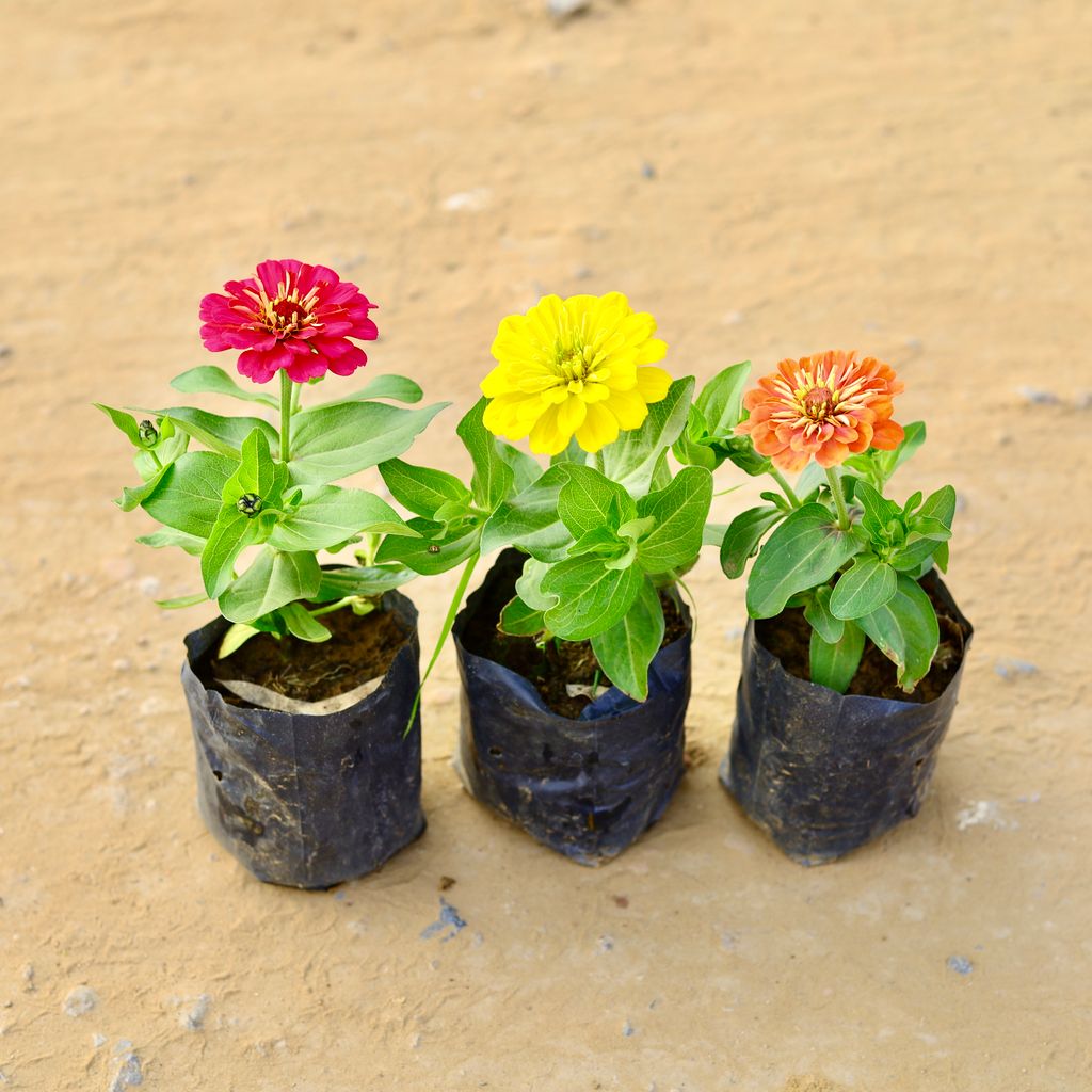 Set of 3 - Zinnia (any colour) in 4 inch Nursery Bag