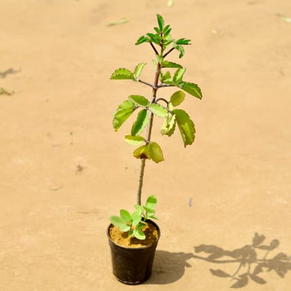 Buy Patharchatta in 6 inch Nursery Pot Online | Urvann.com