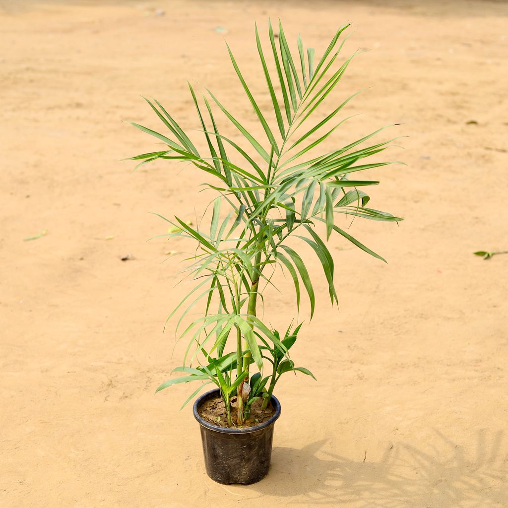 Bamboo / Cane Palm in 8 inch Nursery Pot