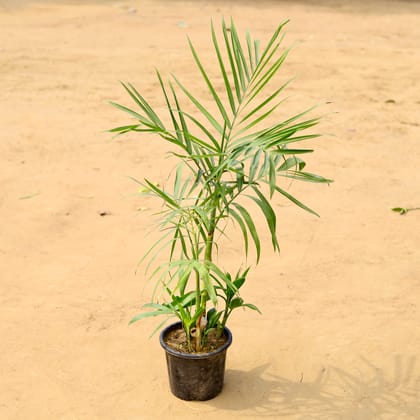 Buy Bamboo / Cane Palm in 8 inch Nursery Pot Online | Urvann.com