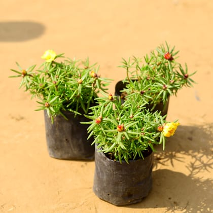 Buy Set of 3 - Portulaca Moss Rose (any colour) in 4 inch Nursery Bag Online | Urvann.com