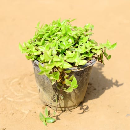 Buy Turtle Vine in 6 inch Nursery Pot Online | Urvann.com