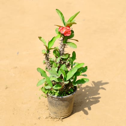 Buy Euphorbia Mili (any colour) in 6 inch Nursery Pot Online | Urvann.com