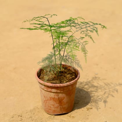 Buy Asparagus in 6 inch Nursery Pot Online | Urvann.com