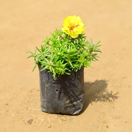 Buy Portulaca Moss Rose (any colour) in 4 inch Nursery Bag Online | Urvann.com