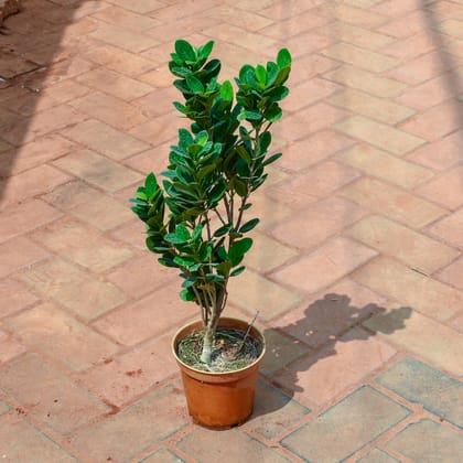 Buy Ficus Bonsai in 4 Inch Nursery Pot Online | Urvann.com