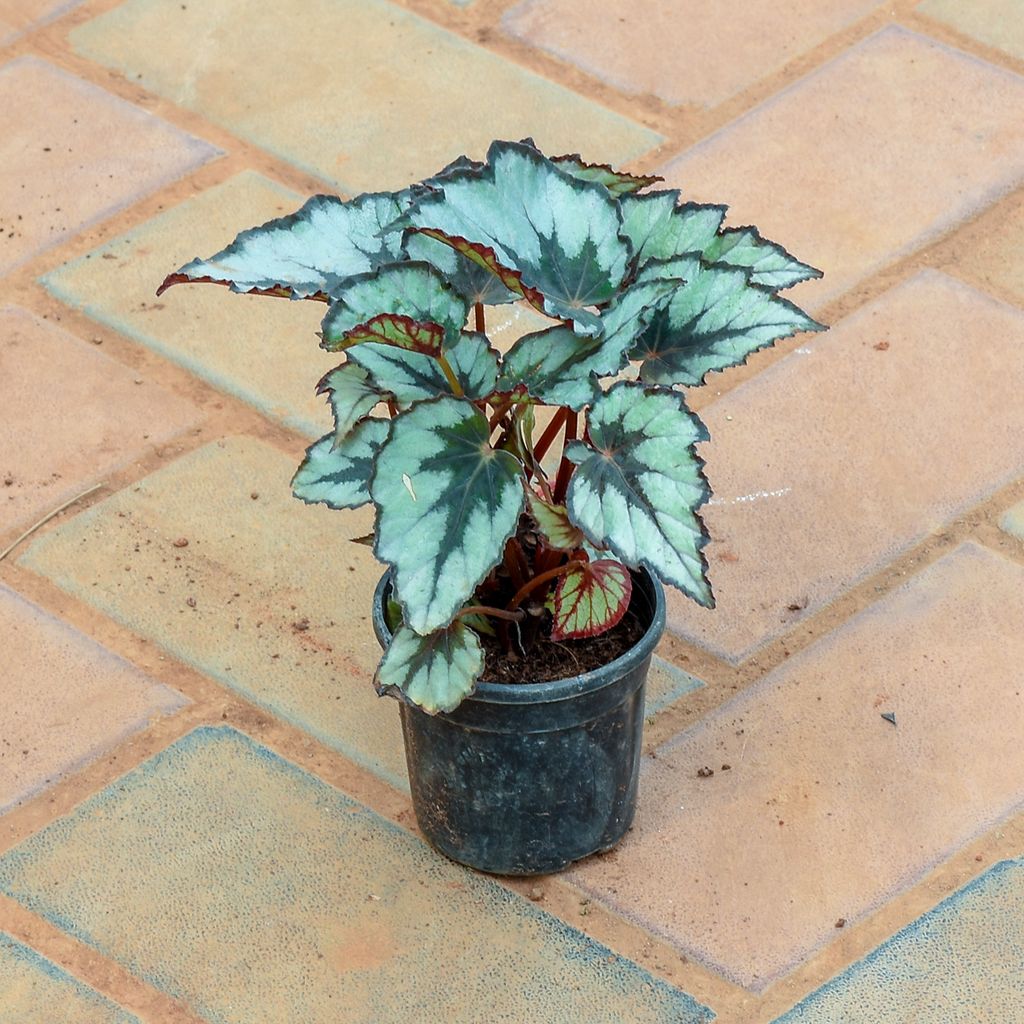 Begonia Printed Leaf Silver in 4 Inch Nursery Pot
