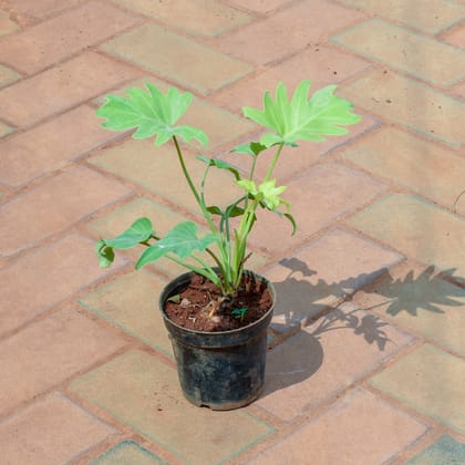 Buy Xanadu Yellow in 4 Inch Nursery Pot Online | Urvann.com