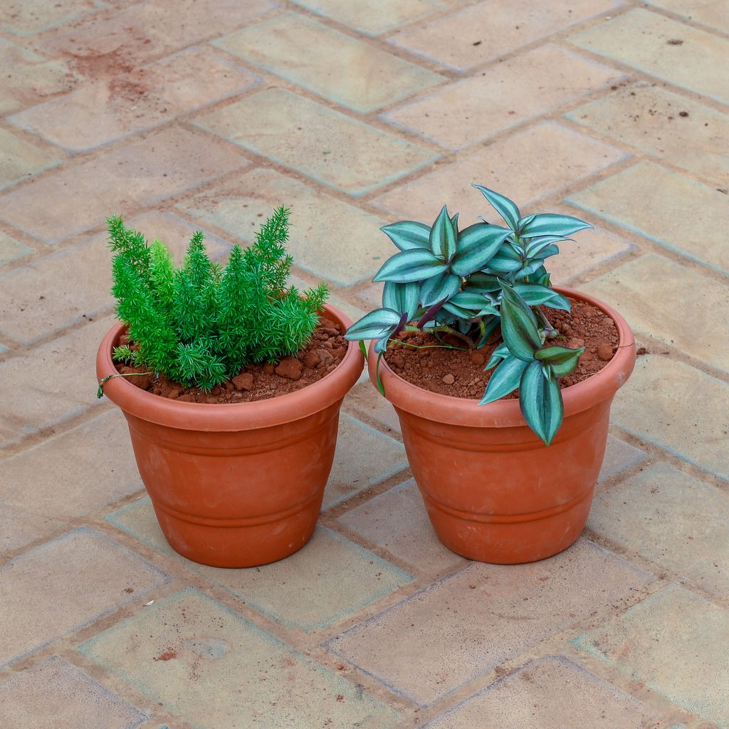 Buy Set of 2 - Wandering Jew & Asparagus Mary in 7 Inch Classy Red Plastic Pot Online | Urvann.com Set of 2 - Wandering Jew & Asparagus Mary in 7 Inch Classy Red Plastic Pot