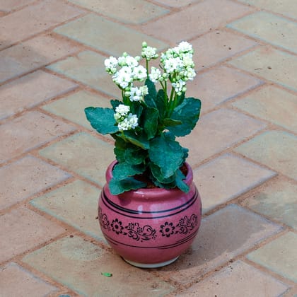 Buy Kalanchoe Succulent (any colour) in 6 Inch Matki Designer Ceramic Pot (any colour & design) Online | Urvann.com