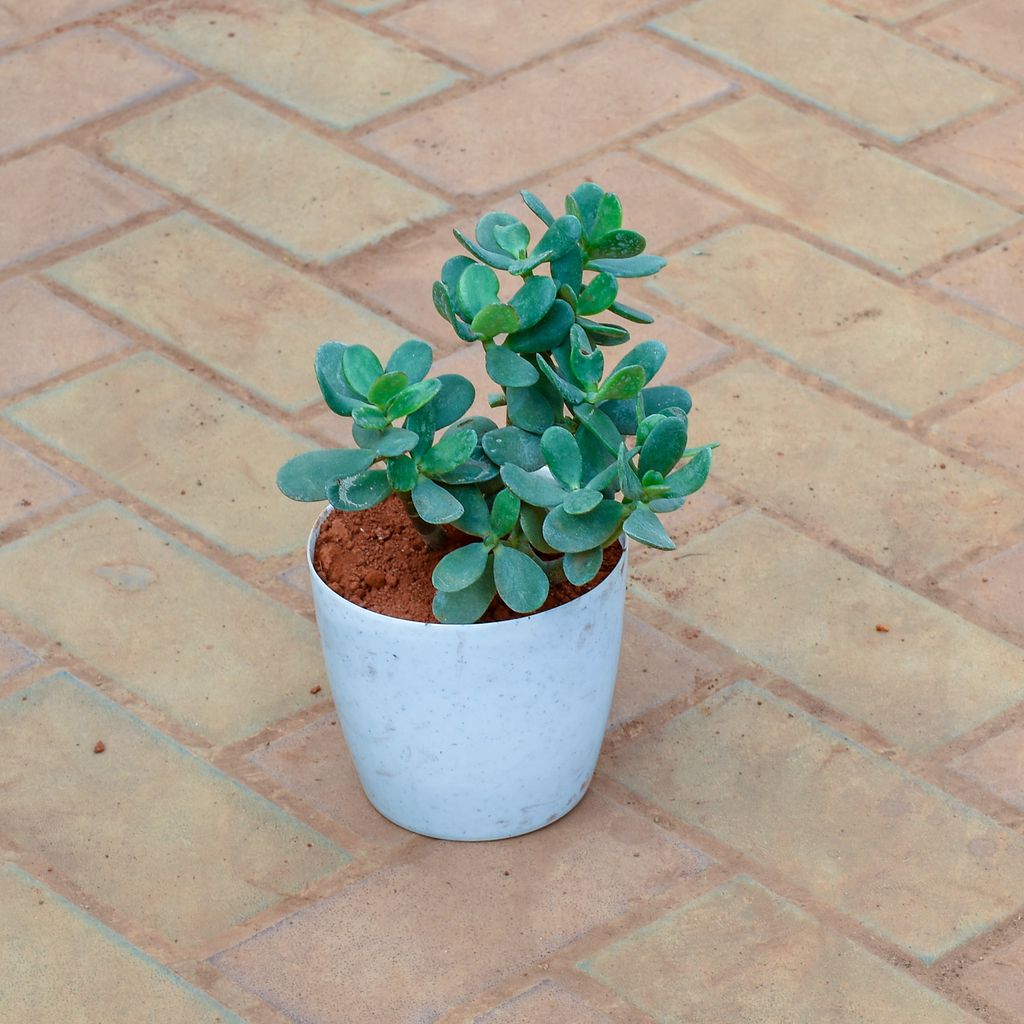 Buy Crassula Ovata Succulent in 6 Inch White Sphere Premium Plastic Pot Online | Urvann.com Crassula Ovata Succulent in 6 Inch White Sphere Premium Plastic Pot