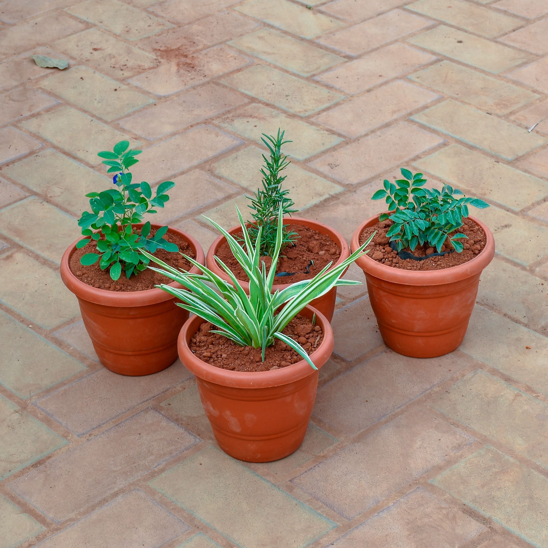 Set of 4 - Curry Patta, Rose Mary, Aparajita & Spider in 7 Inch Classy Red Plastic Pot