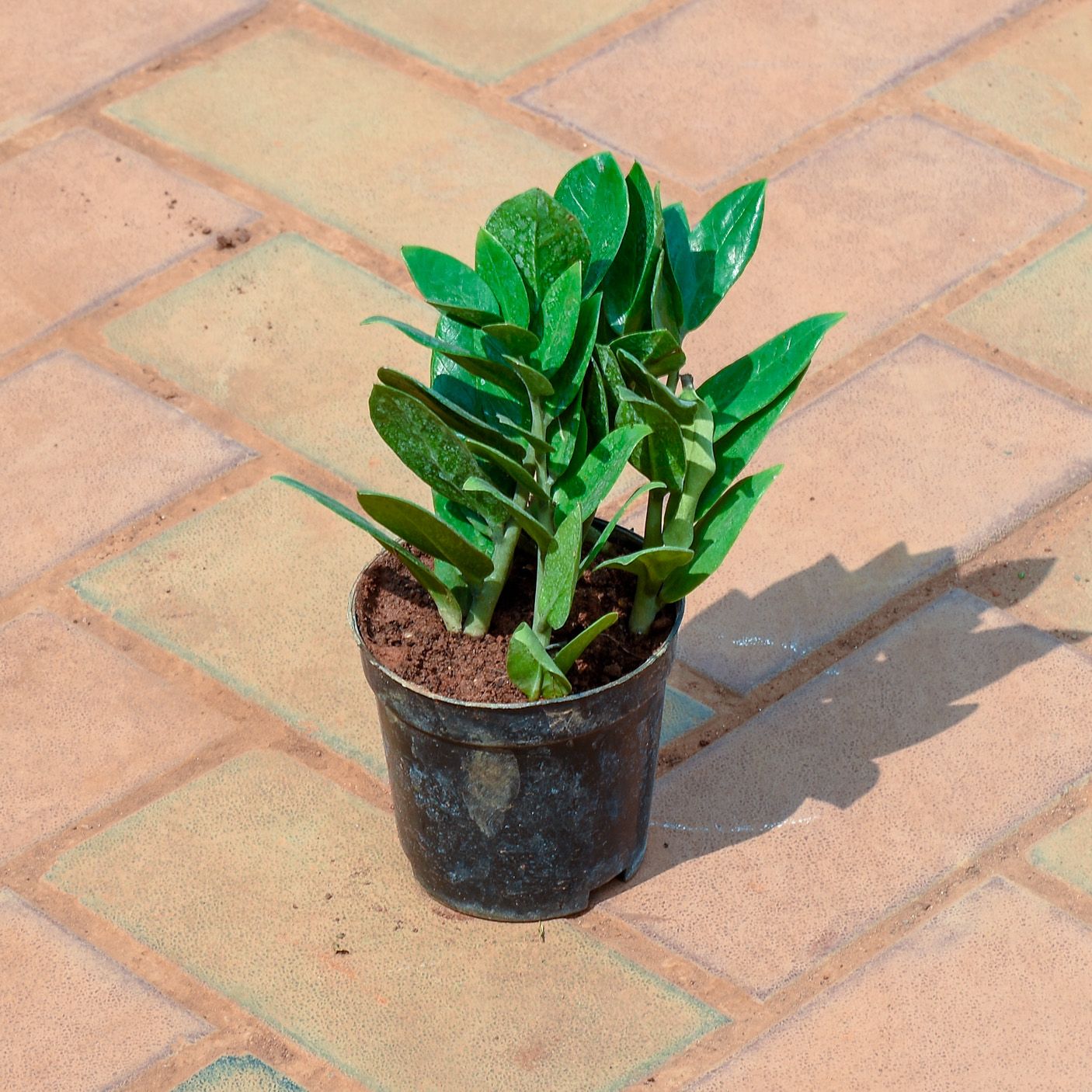 Zz Green in 4 Inch Nursery Pot