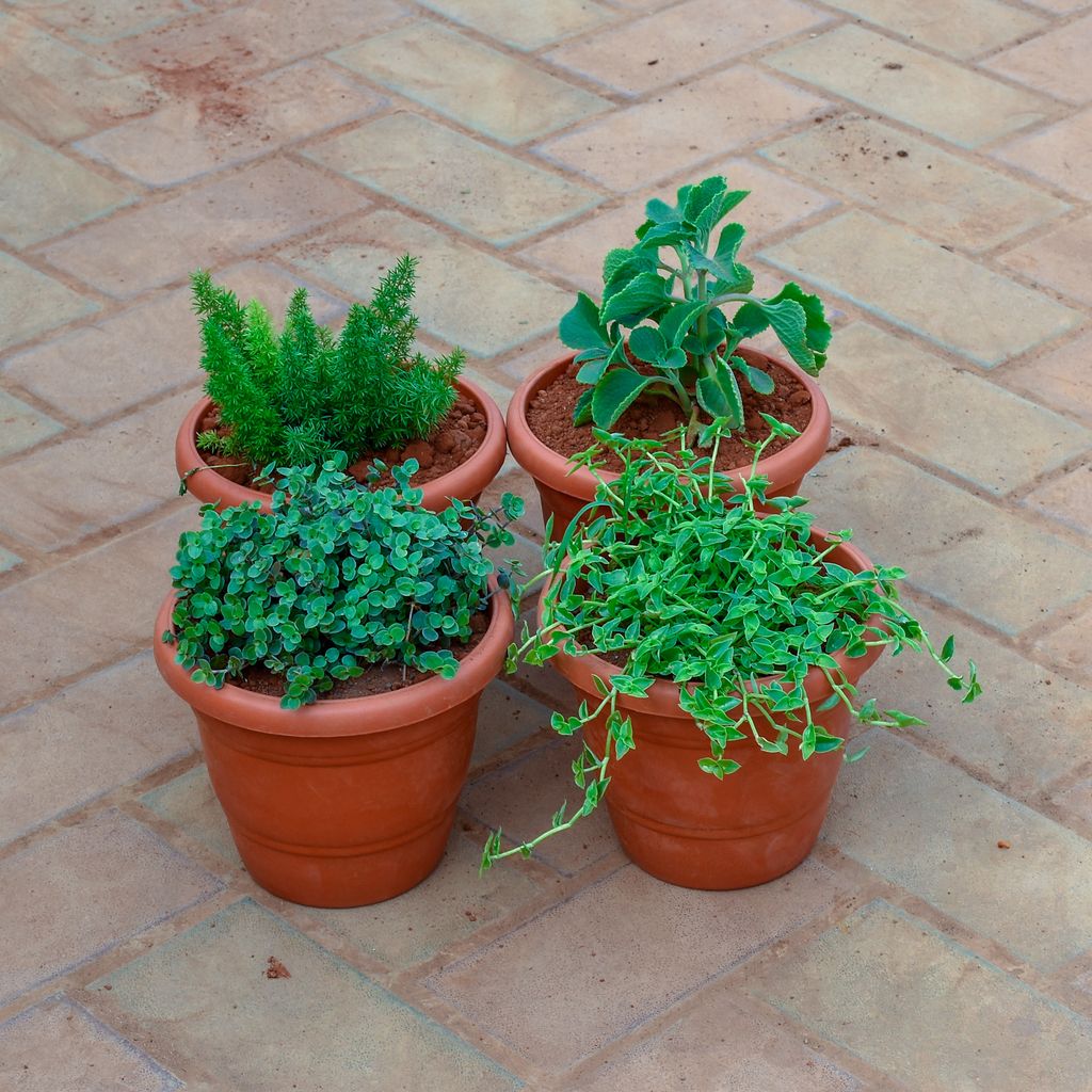Set of 4 - Ajwain, Asparagus Mary, Creeping Plant & Turtle Vine Black  in 7 Inch Classy Red Plastic Pot