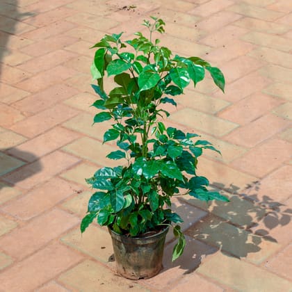 Buy China Doll / Radermachera in 5 Inch Nursery Pot Online | Urvann.com