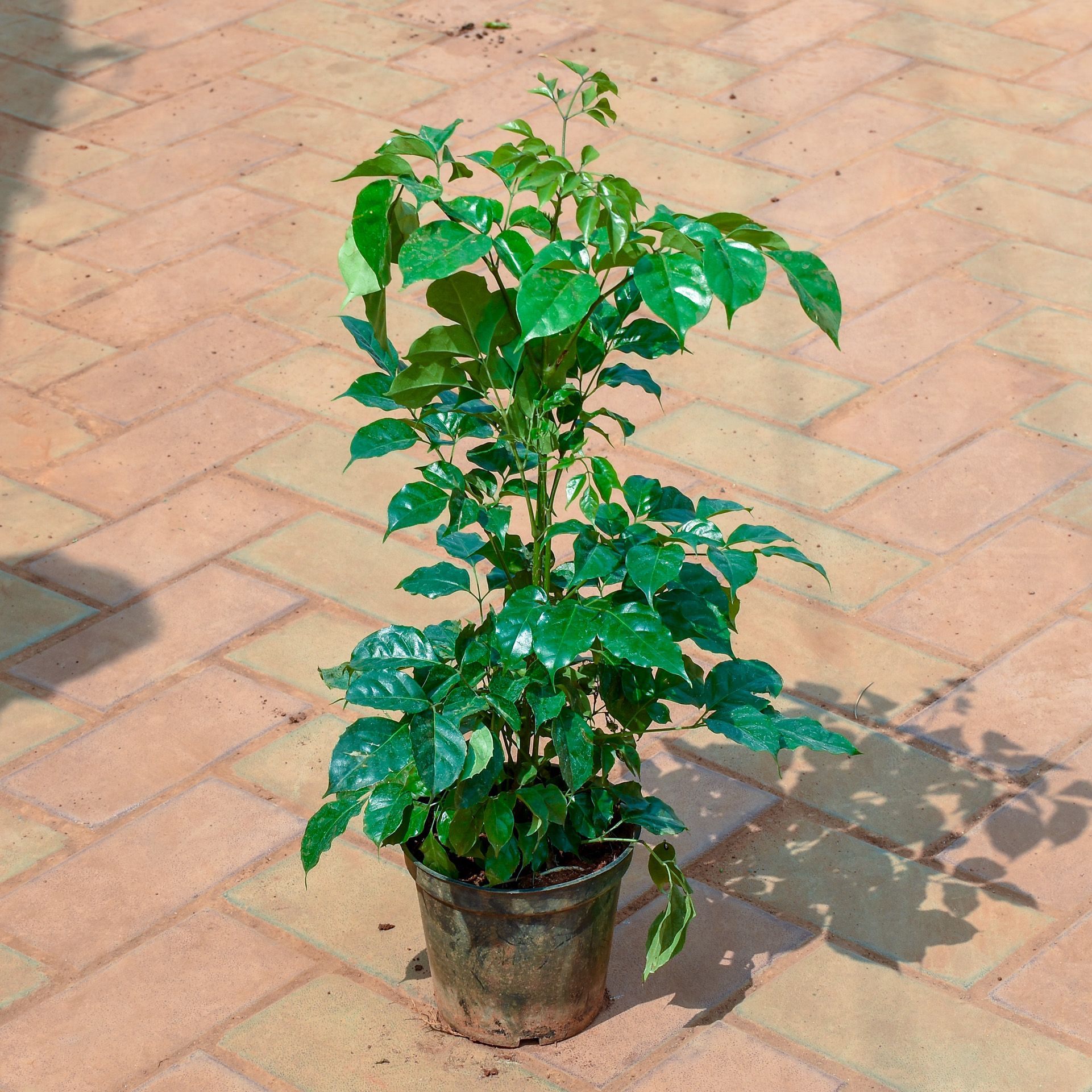 China Doll / Radermachera in 5 Inch Nursery Pot