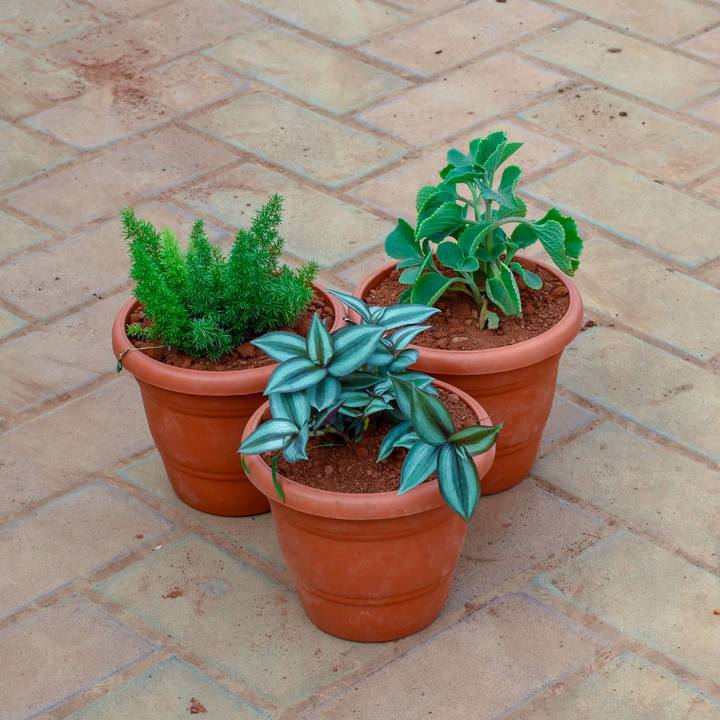 Buy Set of 3 - Wandering Jew, Ajwain & Asparagus Mary in 7 Inch Classy Red Plastic Pot Online | Urvann.com Set of 3 - Wandering Jew, Ajwain & Asparagus Mary in 7 Inch Classy Red Plastic Pot