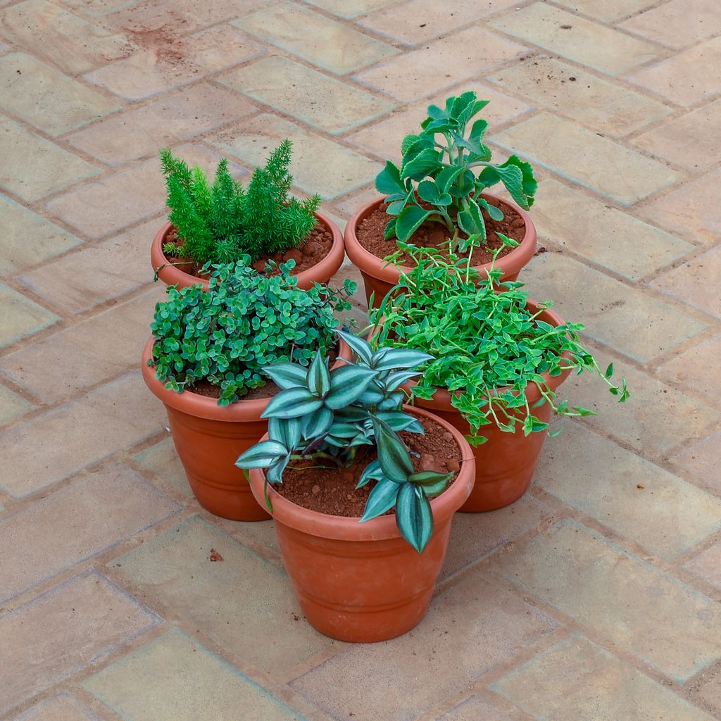 Buy Set of 5 - Wandering Jew, Ajwain, Asparagus Mary, Creeping Plant & Turtle Vine Black in 7 Inch Classy Red Plastic Pot Online | Urvann.com Set of 5 - Wandering Jew, Ajwain, Asparagus Mary, Creeping Plant & Turtle Vine Black in 7 Inch Classy Red Plastic Pot
