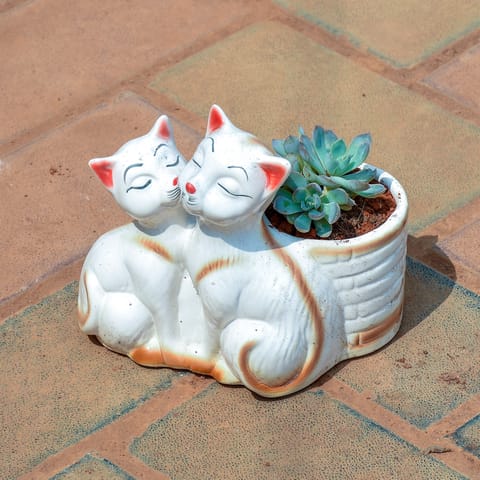 Echeveria Green Succulent in 1 Inch Cute Baby Cat Designer Ceramic Pot (any colour & design)