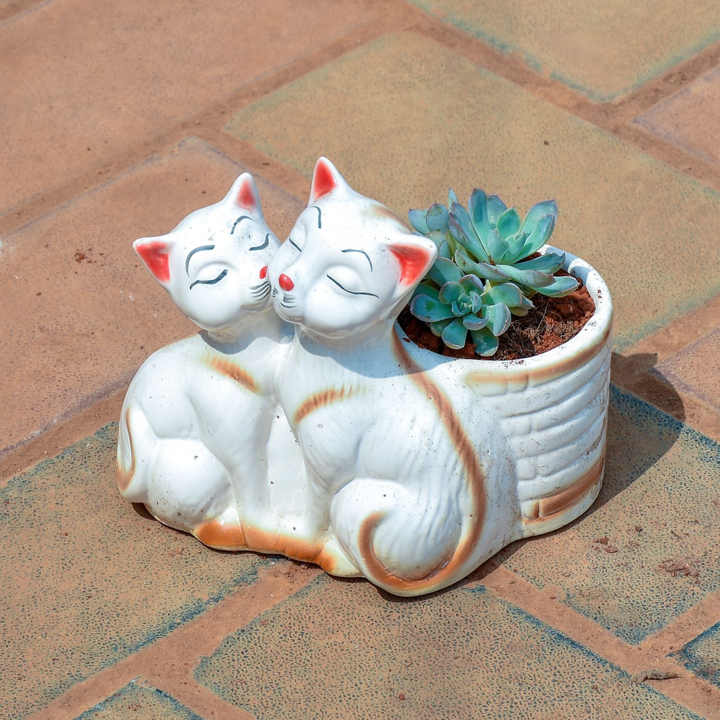 Echeveria Green Succulent in 1 Inch Cute Baby Cat Designer Ceramic Pot (any colour & design)