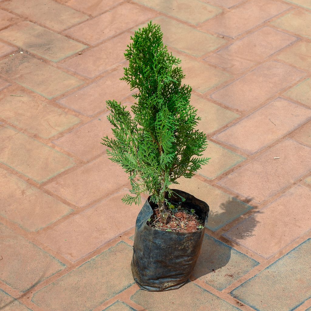 Buy Morpankhi / Thuja Golden In 4 Inch Nursery Bag Online | Urvann.com Morpankhi / Thuja Golden in 4 Inch Nursery Bag
