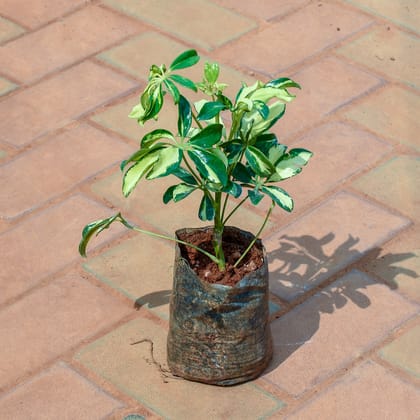 Buy Schefflera Brassia in 4 Inch Nursery Bag Online | Urvann.com