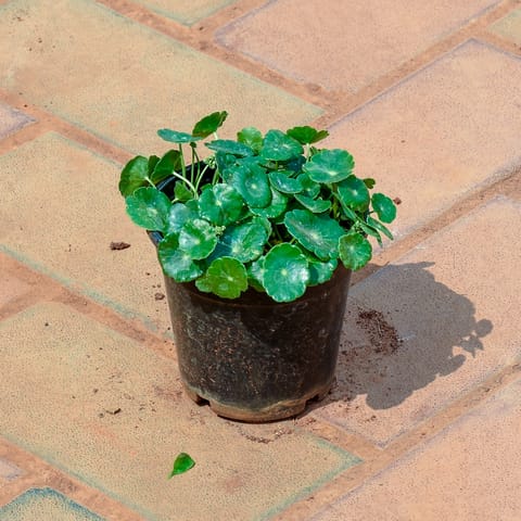 Brahmi Dollar / Pennywort in 4 Inch Nursery Pot