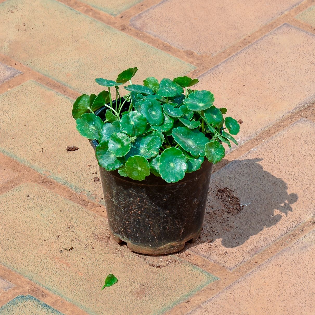Brahmi Dollar / Pennywort in 4 Inch Nursery Pot
