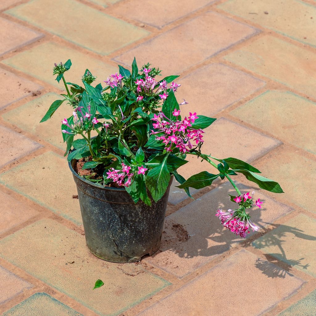 Buy Pentas Purple in 4 Inch Nursery Pot Online | Urvann.com Pentas Purple in 4 Inch Nursery Pot