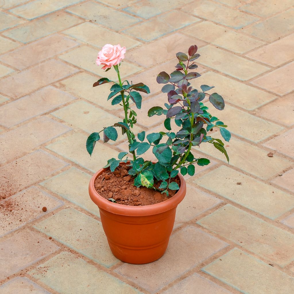 Rose / Gulab Pink in 7 Inch Classy Red Plastic Pot