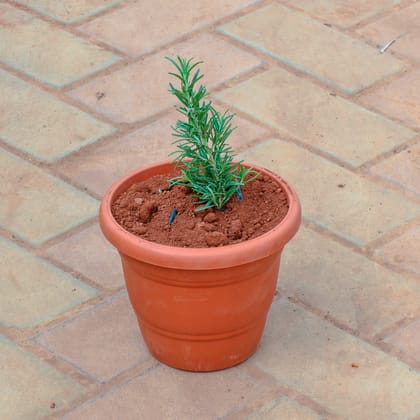 Buy Rosemary in 7 Inch Classy Red Plastic Pot Online | Urvann.com
