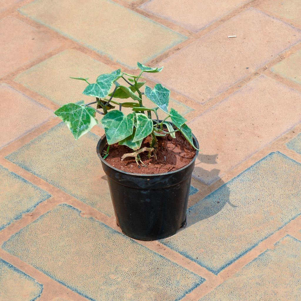 Buy English Ivy Succulent in 4 Inch Nursery Pot Online | Urvann.com English Ivy Succulent in 4 Inch Nursery Pot
