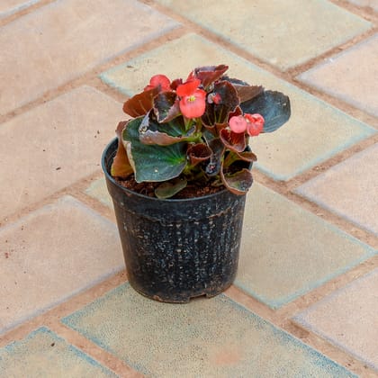 Buy Begonia Orange in 4 Inch Nursery Pot Online | Urvann.com