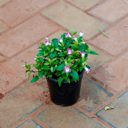 Buy Torenia / Wishbone Pink in 4 Inch Nursery Pot Online | Urvann.com