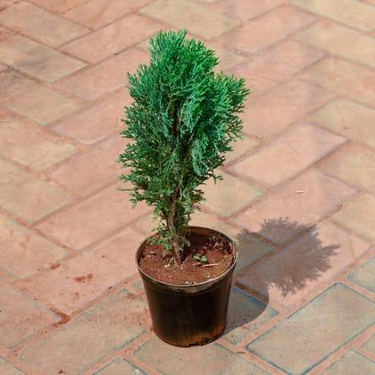 Buy Morpankhi / Thuja 6 Nursery Pot Online | Urvann.com