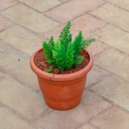 Buy Asparagus Mary in 7 Inch Classy Red Plastic Pot Online | Urvann.com
