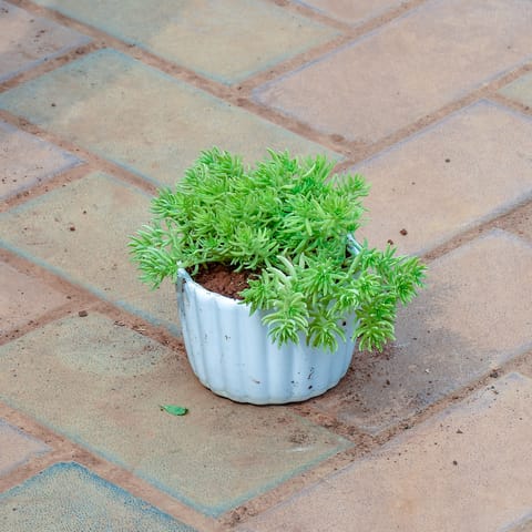 Sedum Golden Succulent in 4 Inch Glass Designer Ceramic Pot (any colour & Design)