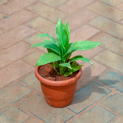 Buy Peace Lily in 7 Inch Classy Red Plastic Pot Online | Urvann.com