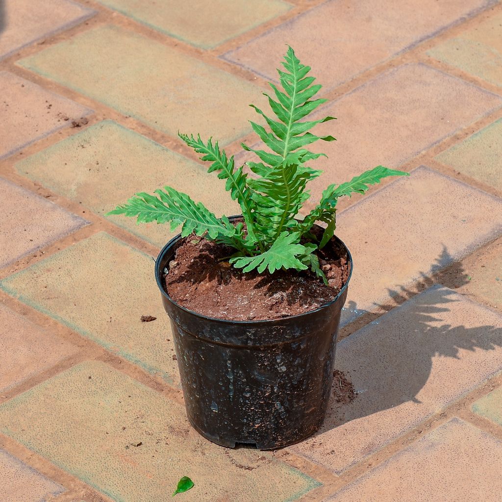 Buy Fern Green in 5 Inch Nursery Pot Online | Urvann.com Fern Green in 5 Inch Nursery Pot